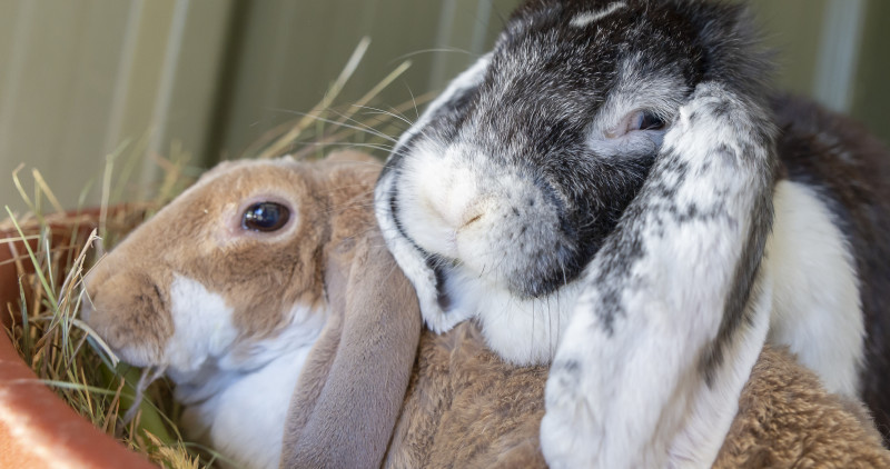 Do rabbits need sawdust outlet